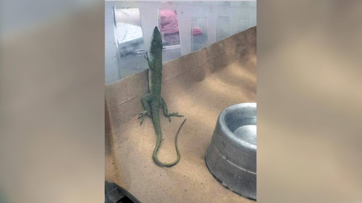 Quem encontrou o animal foi a modelista e costureira Natali Silva