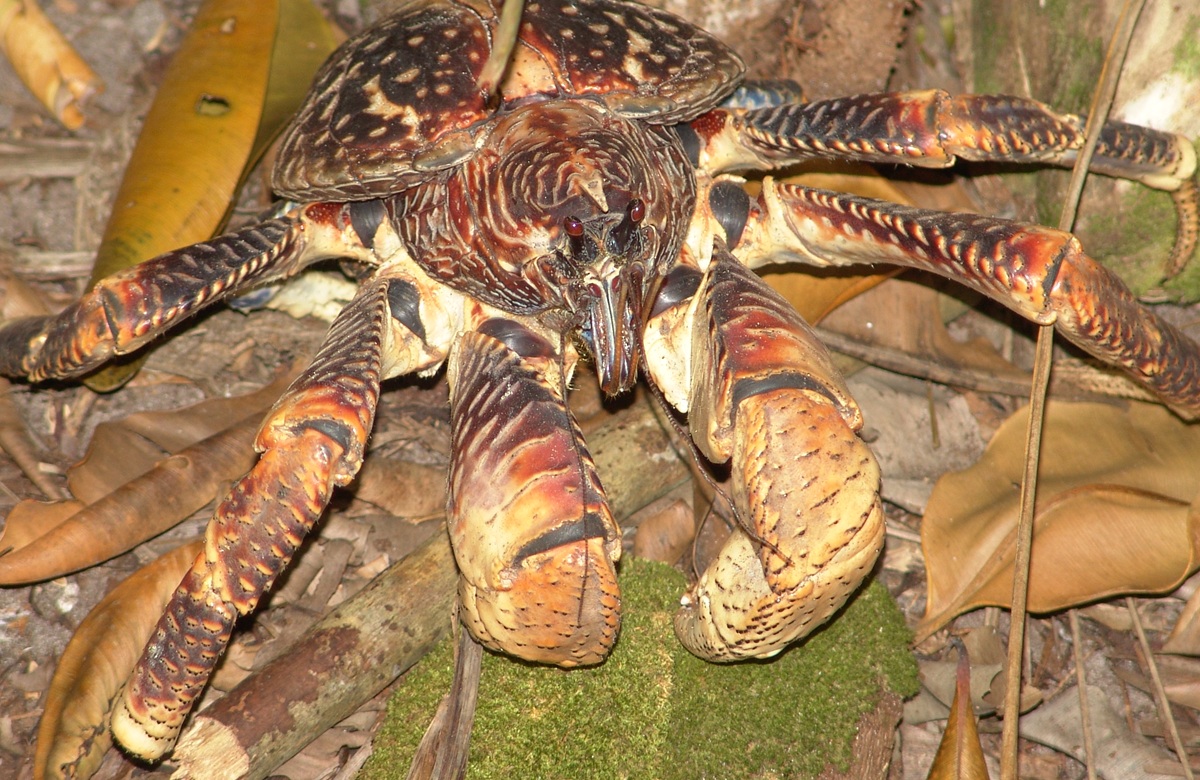 Considerado o maior artrópode terrestre do planeta, o caranguejo-dos-coqueiros se destaca pelo tamanho e comportamento únicos