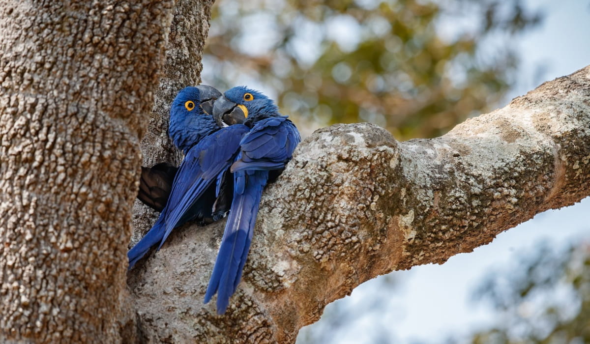 O recolhimento das 11 ararinha, nove remanescentes da soltura original e duas nascidas na natureza, busca impedir que a infecção se espalhe