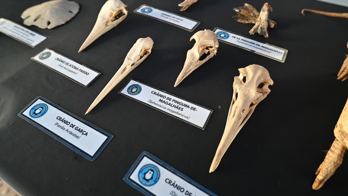 Gratuita e aberta ao público, a programação segue ao longo de novembro