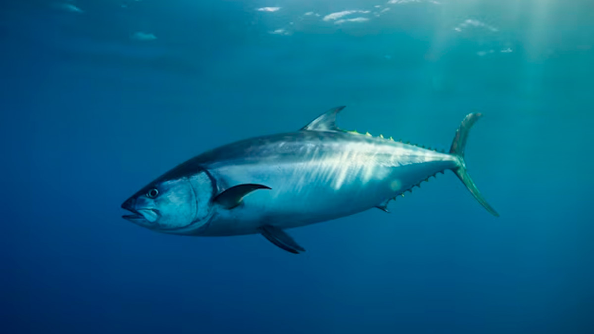 O atum-rabilho, amplamente utilizado na preparação de sushis e sashimis