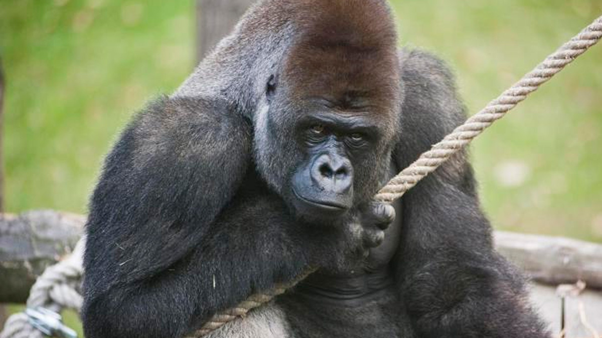 Trata-se de Bu Bu, um gorila-das-terras-baixas-ocidentais de 27 anos