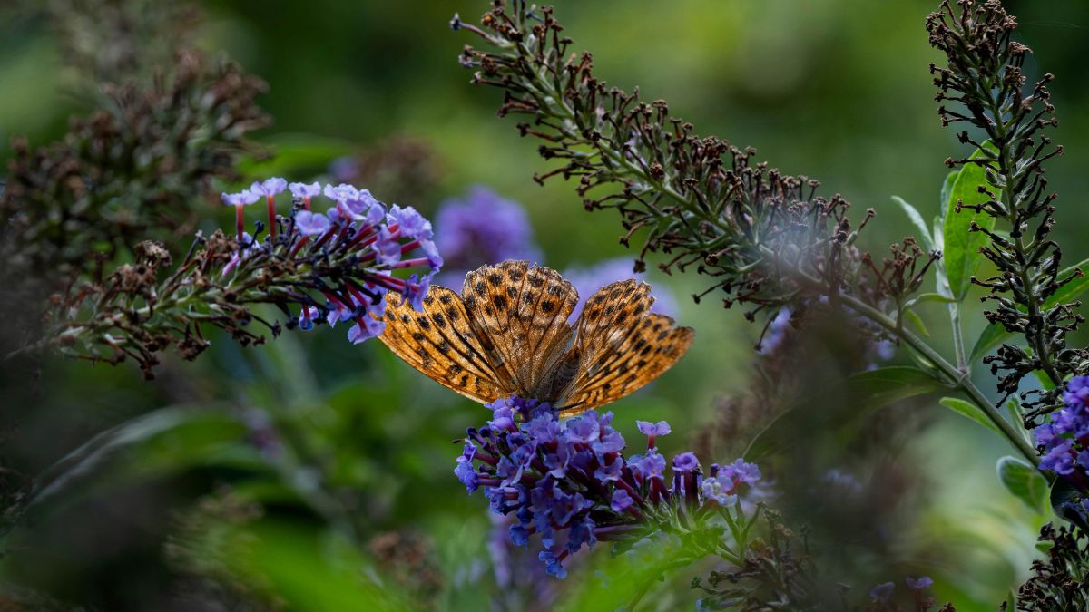 Esta planta oferece vantagens notáveis para jardins que prezam pela biodiversidade