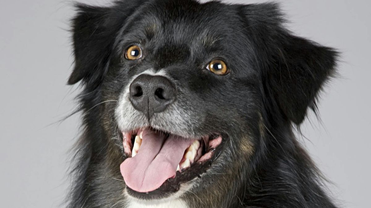 Um estudo analisou dados de mais de um milhão de cães no Reino Unido para identificar as raças