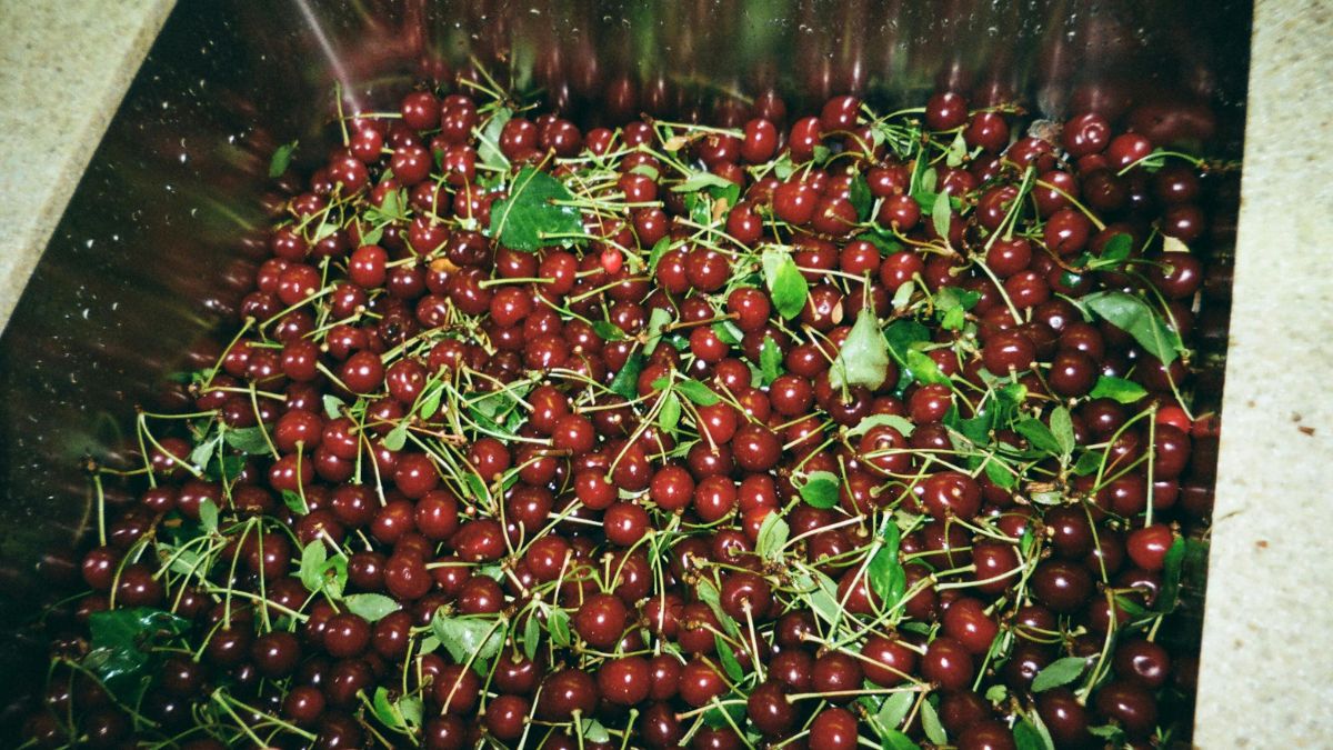 Medidas rápidas impediram a contaminação de outras frutas em solo brasileiro