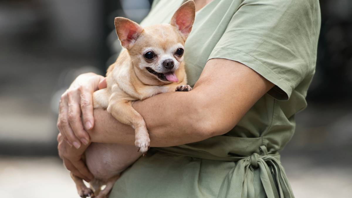 Chihuahua idoso carregava marcas de um passado difícil e negligenciado, mas encontrou um lar onde sua personalidade gigante é celebrada