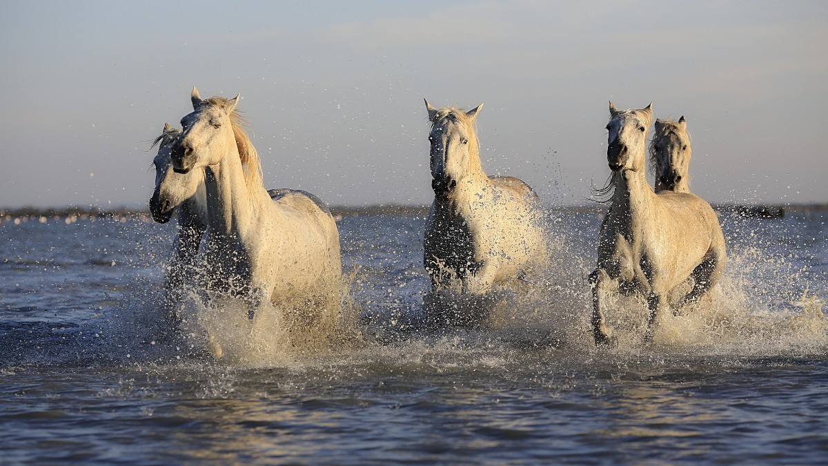 Ainda é comum encontrar cavalos, bois e outros animais circulando livremente