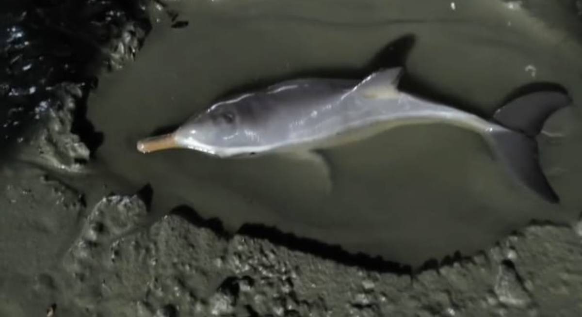 No local, os agentes acionaram o Instituto Gremar, instituição localizada no Guarujá e especializada no resgate de animais aquáticos