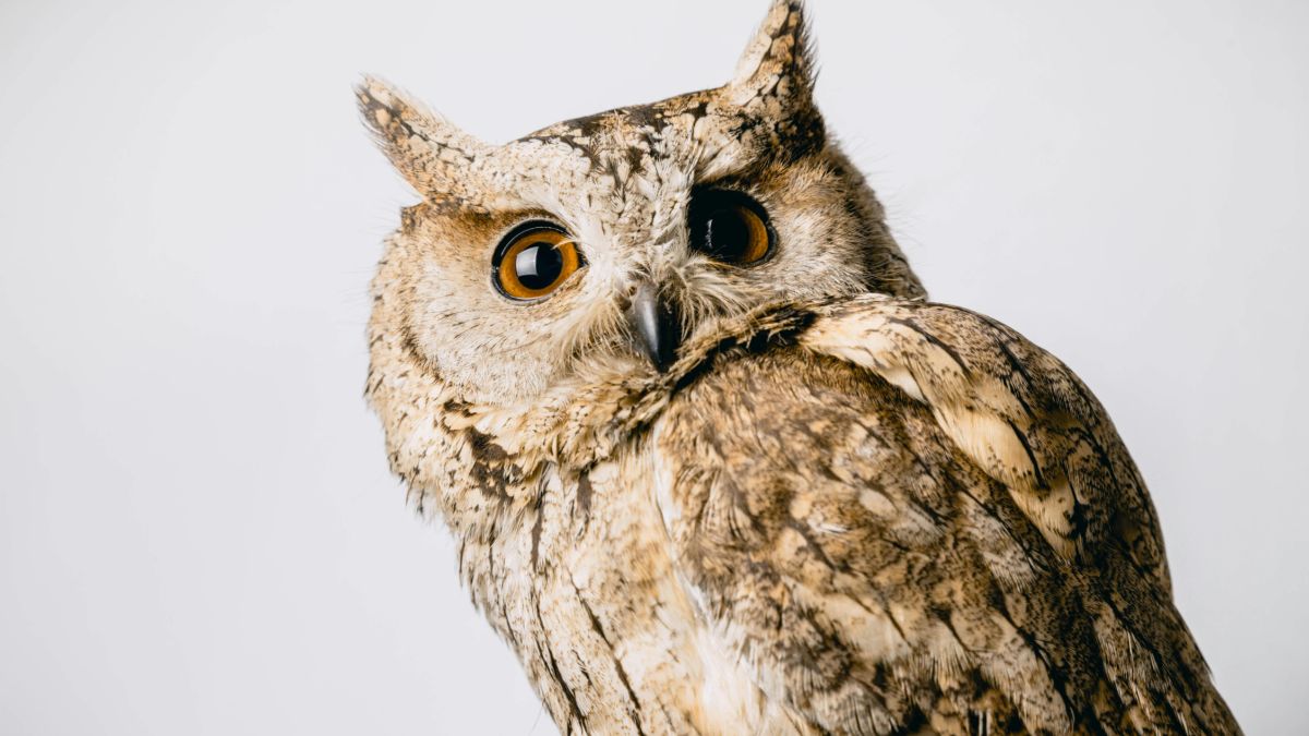 A coruja possui uma visão aguçada na escuridão, com olhos grandes e redondos