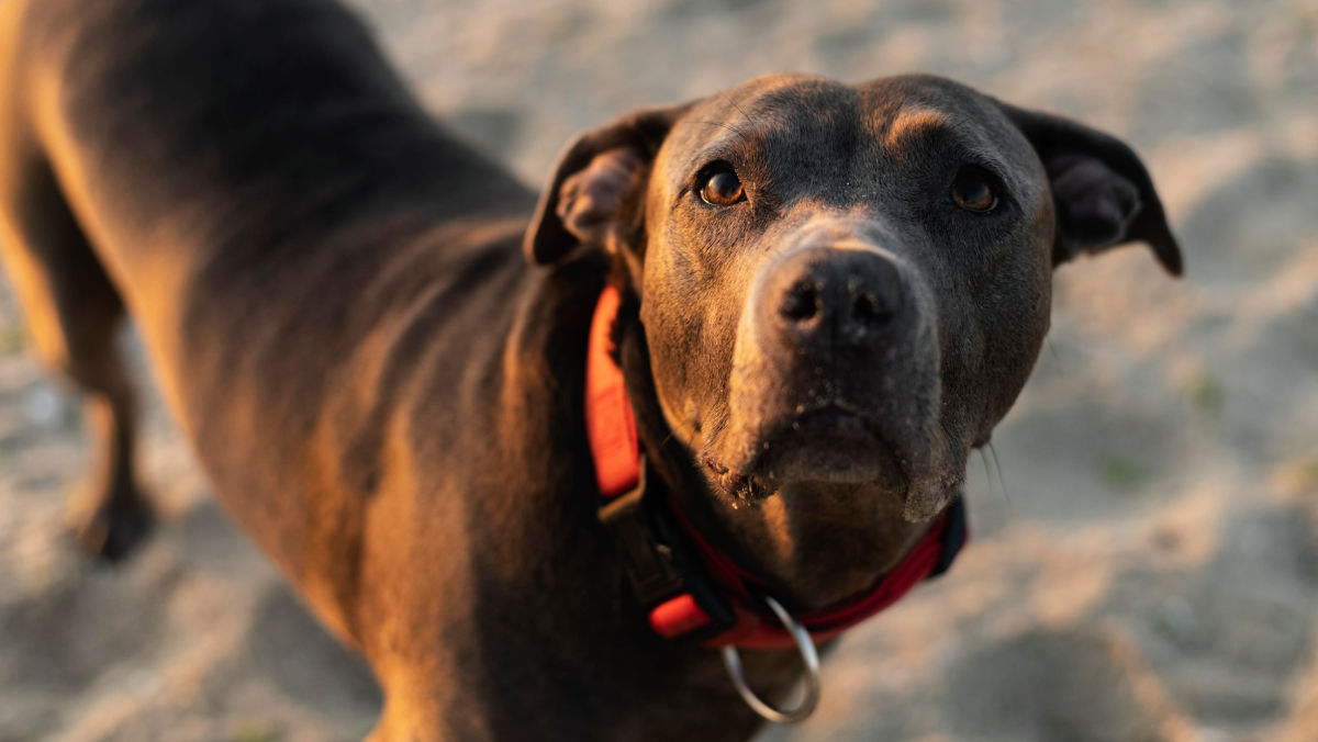 A medida tem gerado forte reação de entidades de proteção animal e especialistas