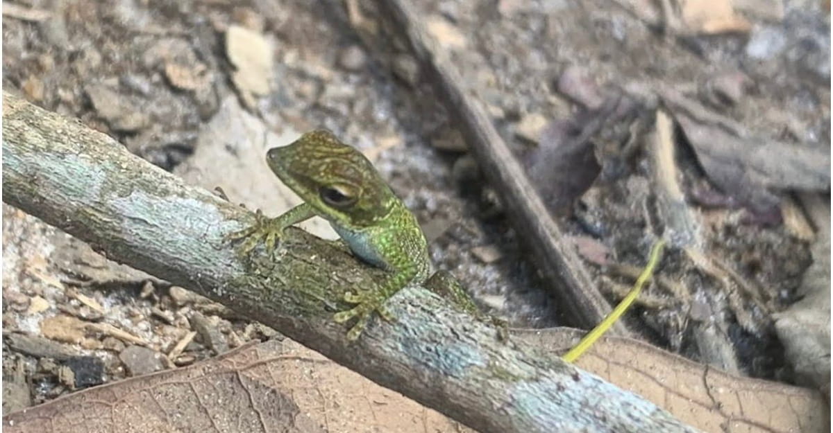 Os primeiros registros da espécie no país datam de 2015, mas apenas em 2016 ela foi oficialmente identificada como o lagarto cubano