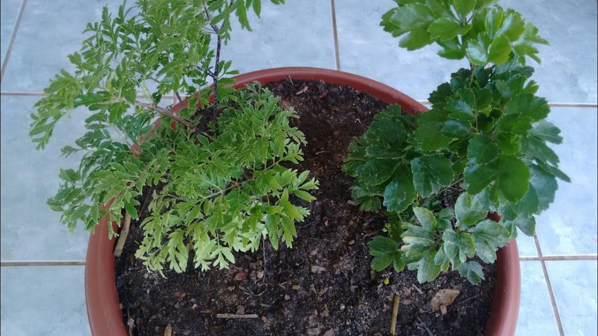 A presença dessas duas plantas juntas pode trazer diversos benefícios