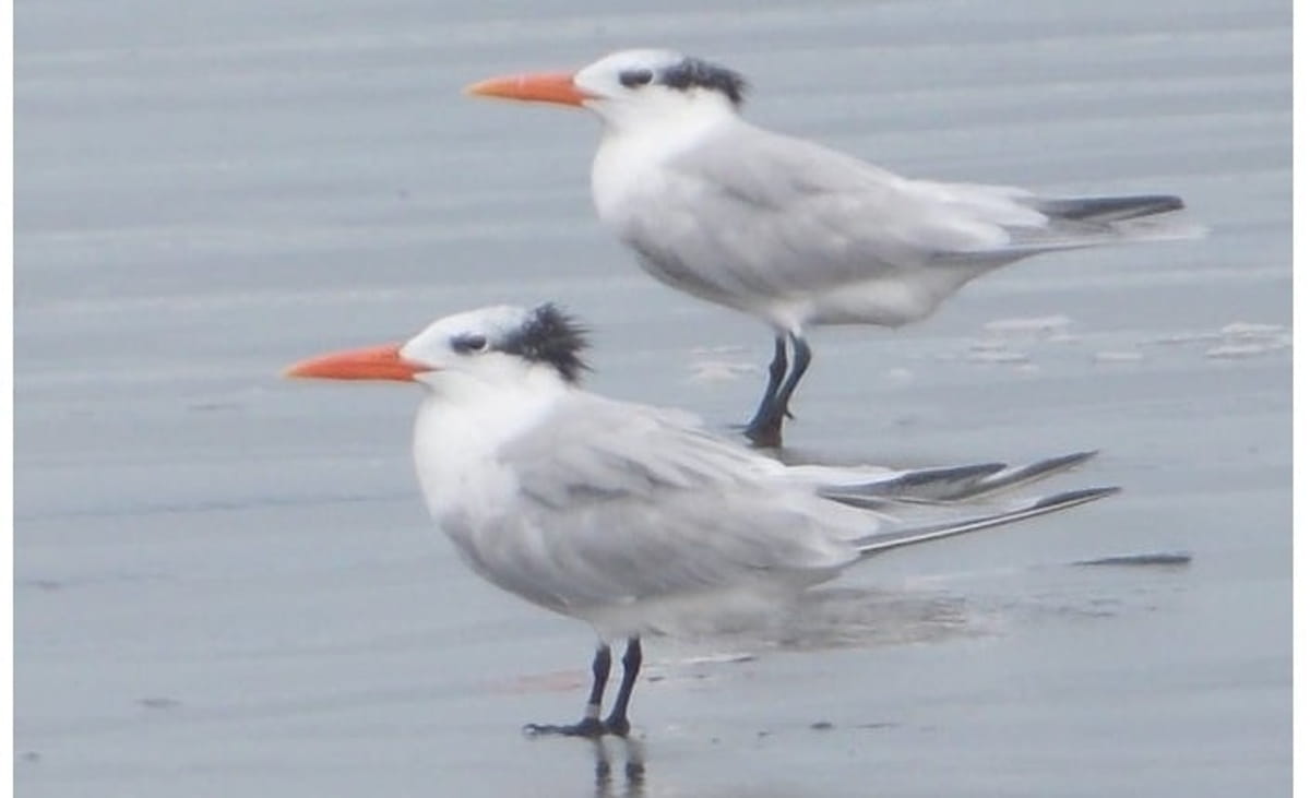 Espécies emblemáticas, como o trinta-réis-real (Thalasseus maximus), que nidifica apenas em pequenas ilhas paulistas, aparecem como ameaçadas em todas as esferas de proteção