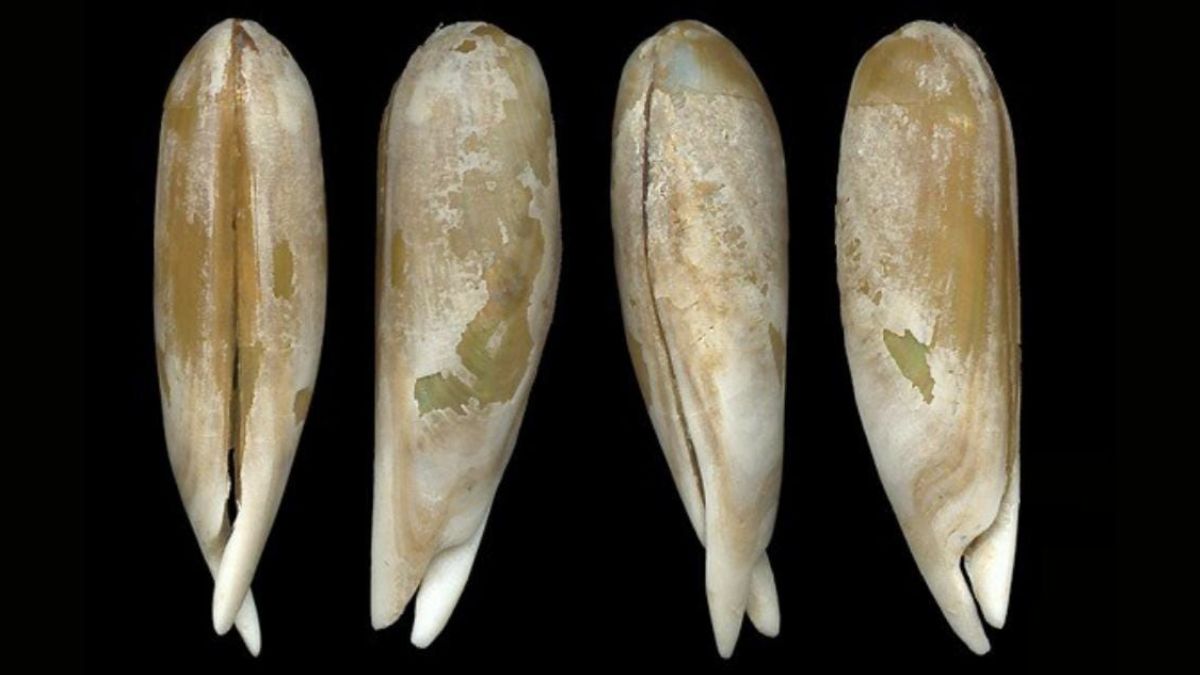 A presença abundante e diversificada de moluscos reflete o bom estado de conservação da Ilha do Cardoso