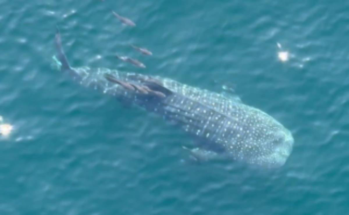 A baleia-jubarte (Megaptera novaeangliae) é um dos maiores mamíferos marinhos, podendo atingir até 16 metros de comprimento e pesar cerca de 40 toneladas