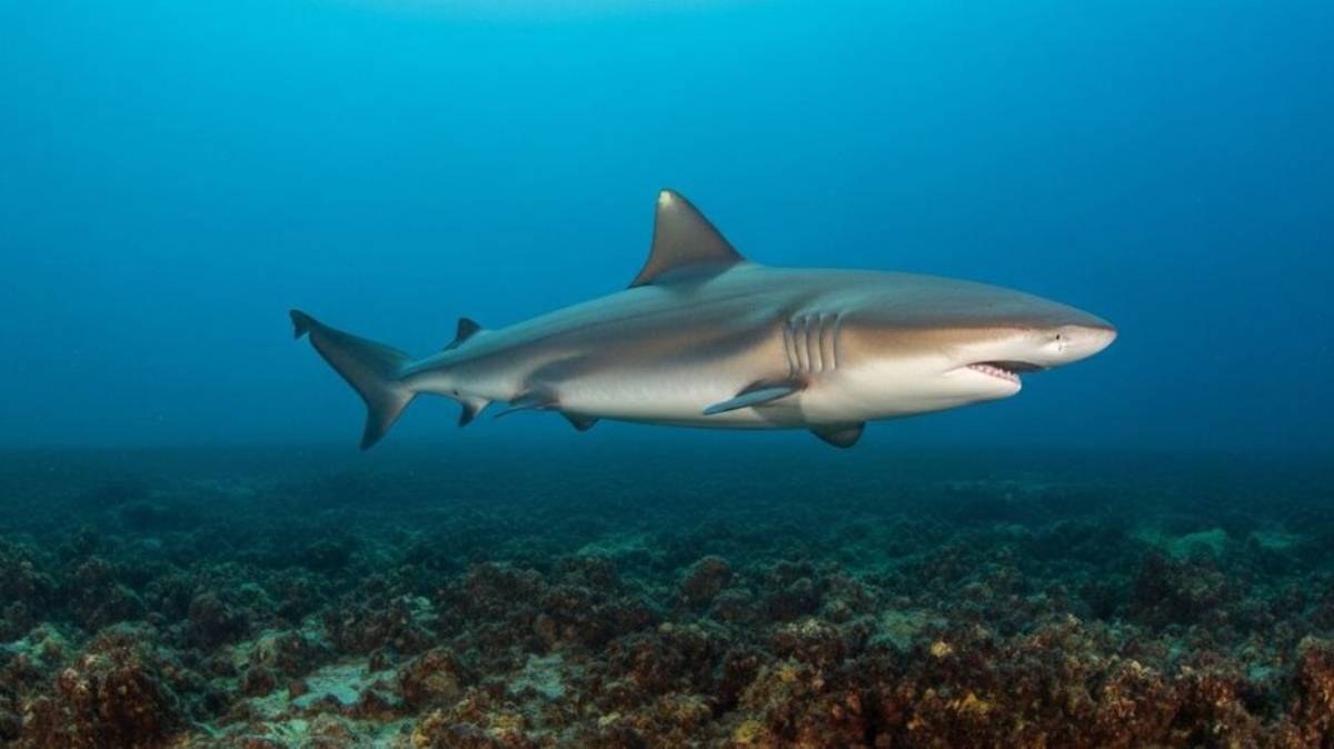 Decisão surgiu após uma nota técnica