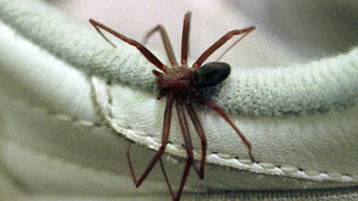 Em várias culturas, as aranhas têm significados que vão além da aparência assustadora