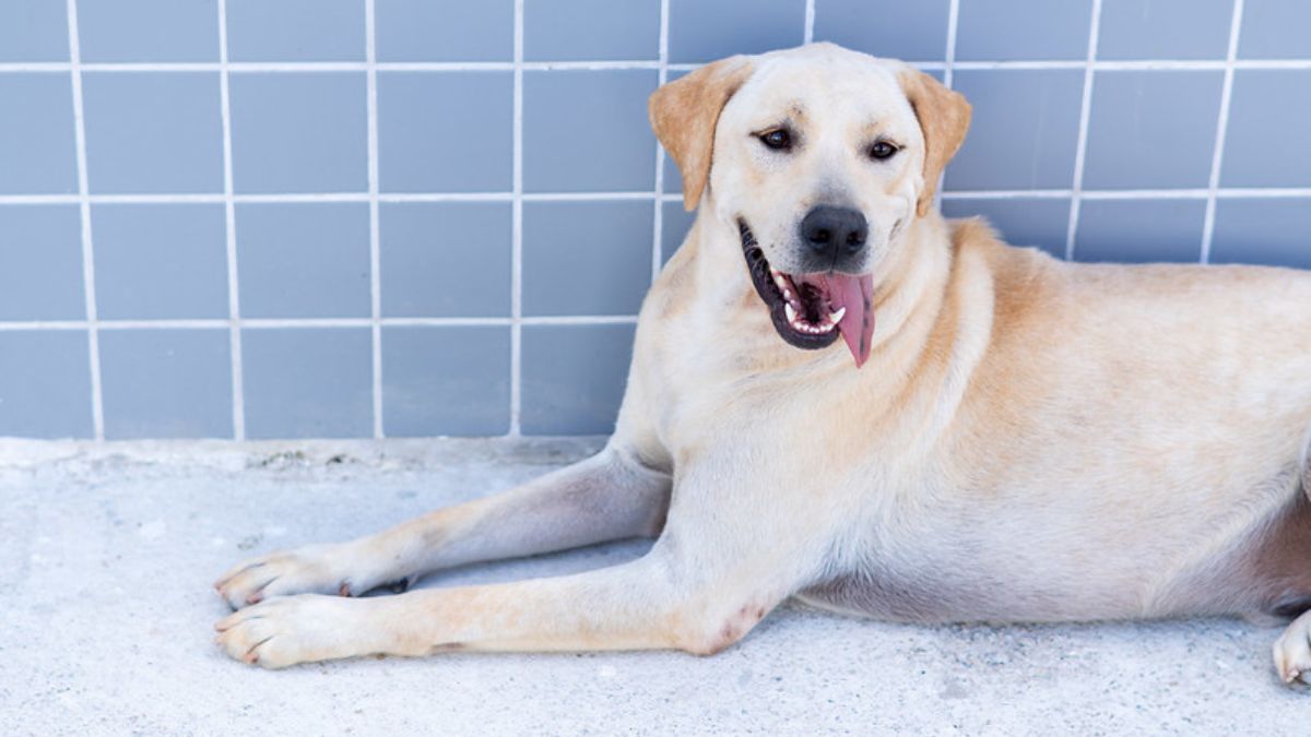 A penalidade será aplicada quando for comprovado que o tutor deixou o animal sozinho por período superior a 36 horas, o que pode caracterizar maus-tratos