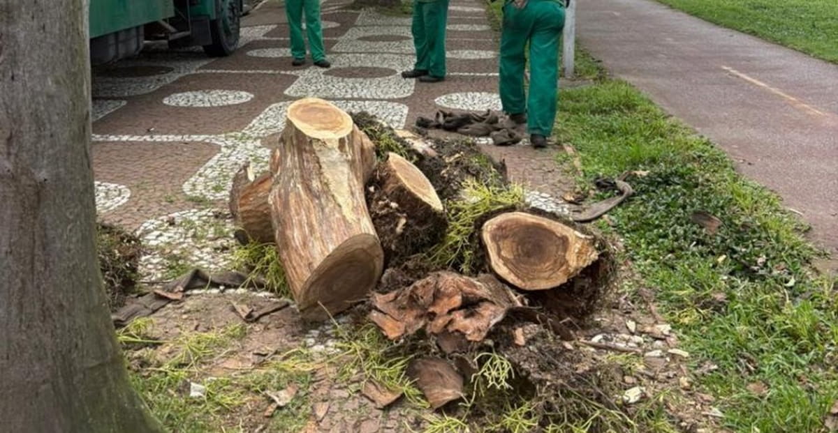 Após a remoção das árvores, a Secretaria das Prefeituras Regionais fará um estudo técnico de reposição das espécies