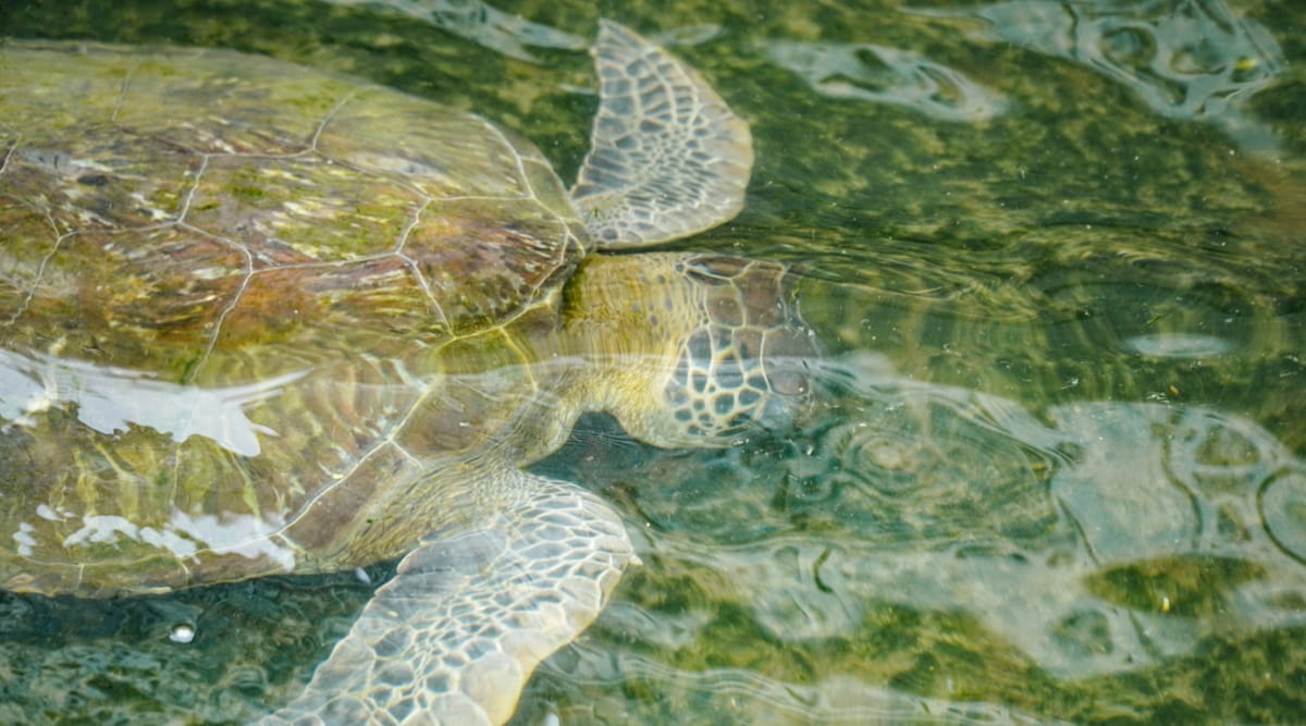 Desde janeiro de 2021, o monitoramento contabilizou mais de 540 avistamentos