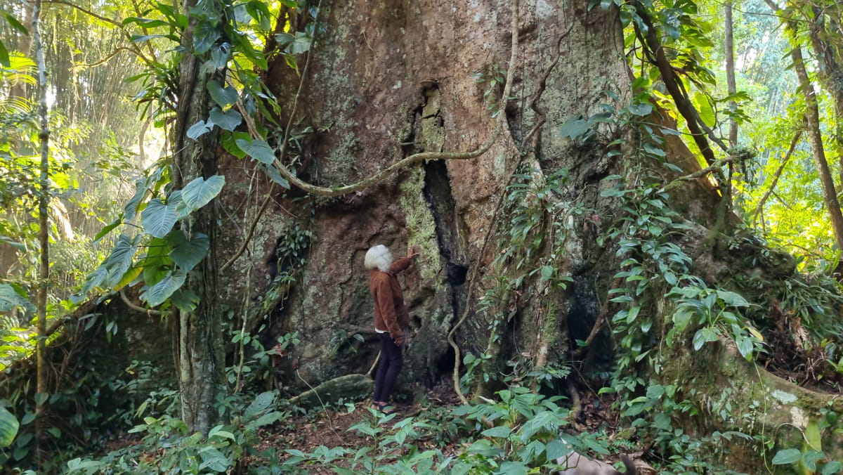 Sua altura imponente e o porte incomum fazem com que a árvore se destaque