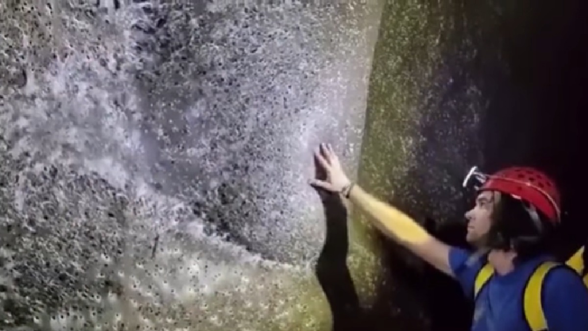 A megateia é uma colonia de duas espécies de aranha diferentes