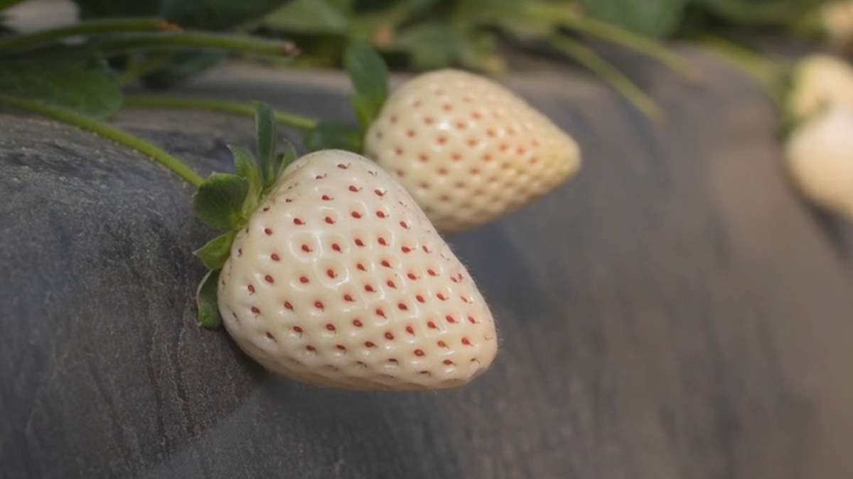 O projeto prevê a introdução e o teste de novas variedades de frutas vermelhas no Ceará