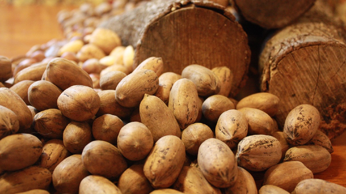 Nozes-pecã podem ser raras no Brasil, mas oferecem muitos benefícios para a saúde