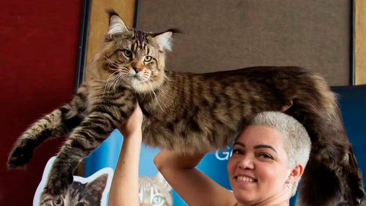 O felino, que pesa 12 quilos e mede 1,23 metro de comprimento, vive em Jaú (SP) e pode conquistar o título de maior gato do mundo.