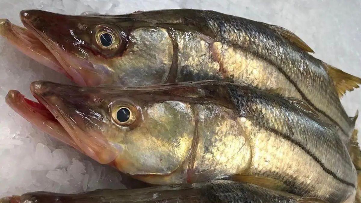 Este peixe é considerado um dos mais saudáveis do mundo