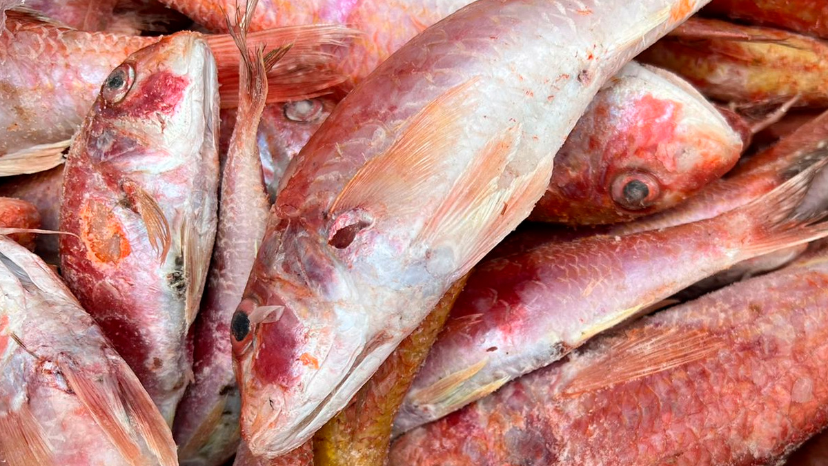 Se você mora no litoral, encontrar trilha costuma ser fácil, já que ela aparece com frequência em mercados de peixe e feiras locais.
