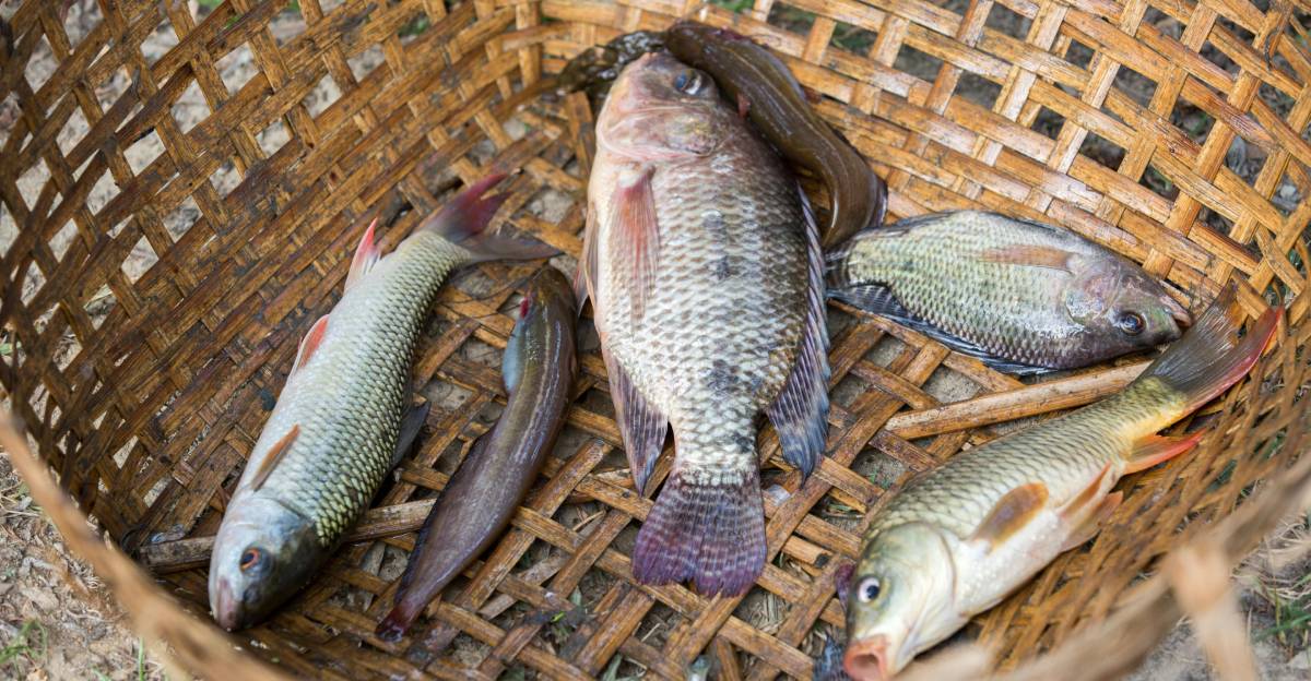 Peixe é o mais consumido de todo o Brasil
