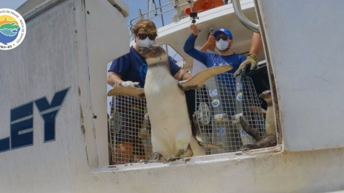 Pinguins reabilitados em Ubatuba ganham nova chance na natureza