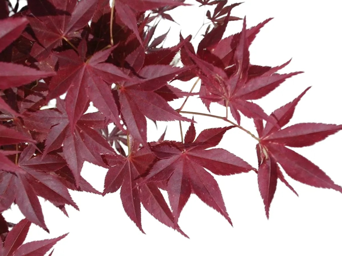 Originário do Japão, China e Coreia, o acer palmatum é uma árvore ornamental que se destaca pela delicadeza e pela transformação