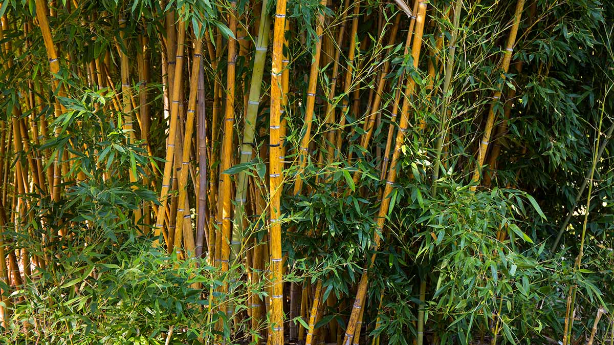 O bambu se espalha muito rapidamente e cresce rapidamente bambuzais, danificando estruturas e servindo de ninho para animais indesejados