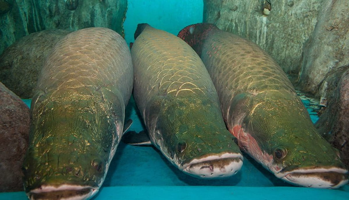 Sua presença é tão marcante que, em muitas comunidades ribeirinhas, avistar um pirarucu é sinal de fartura e de respeito pela força da natureza