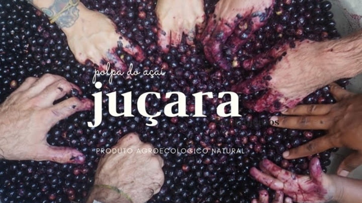 O PSA já repassou mais de R$ 2 milhões a agricultores envolvidos no repovoamento da juçara