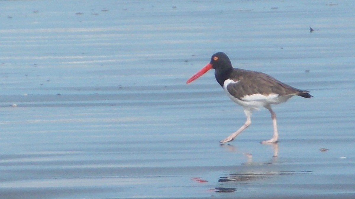 Projeto busca valorizar as pessoas envolvidas na conservação, sejam elas profissionais ou voluntárias