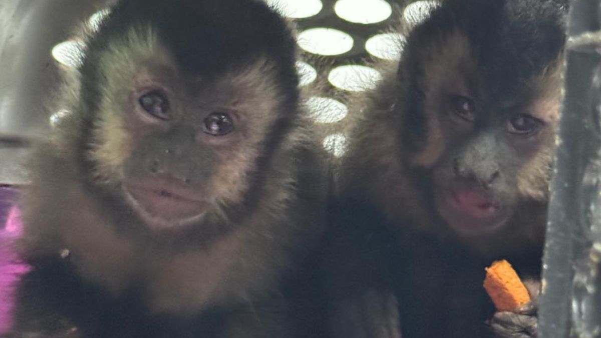 A ação foi resultado de uma denúncia anônima na região