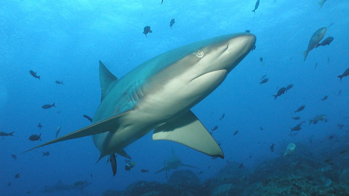 O Brasil detém o título de maior consumidor e importador de carne de tubarão