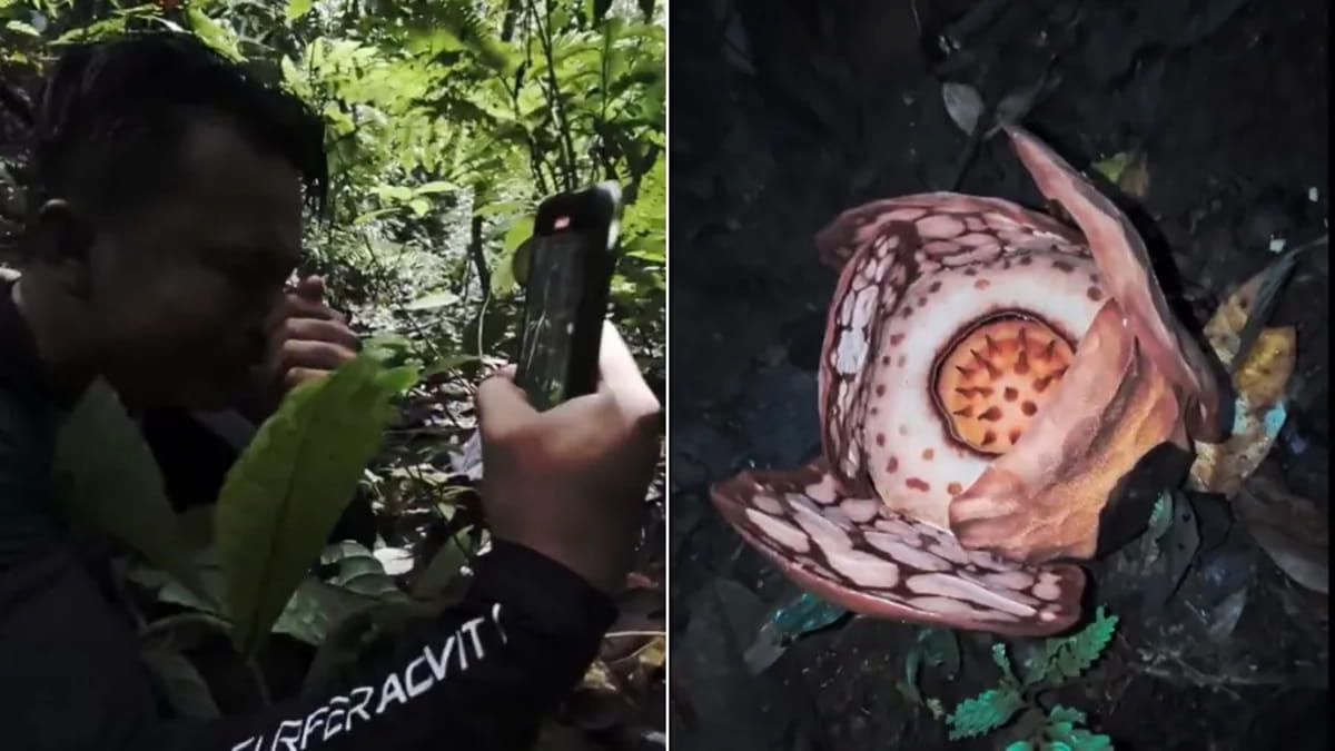 A presença da flor é um sinal positivo da saúde da floresta