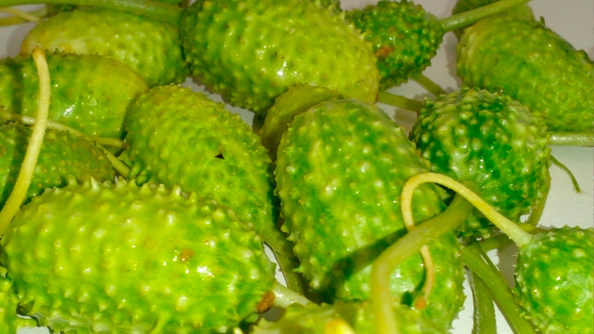 O maxixe (Cucumis anguria) é um vegetal da família das cucurbitáceas, a mesma do pepino, abóbora e melão.