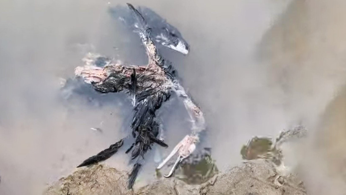 A cena foi registrada pelo biólogo Bruno Lourenço, que fez um alerta aos pescadores sobre os riscos desse tipo de atitude