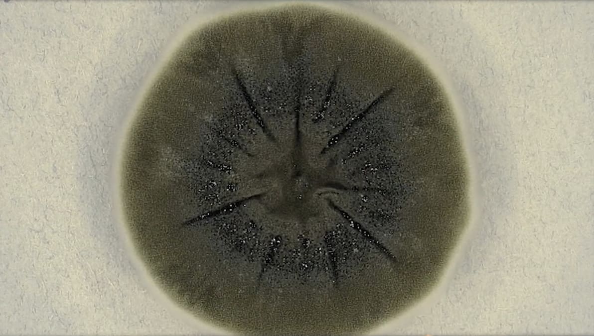 Décadas após o desastre nuclear, os fenômenos peculiares surpreendem os cientistas