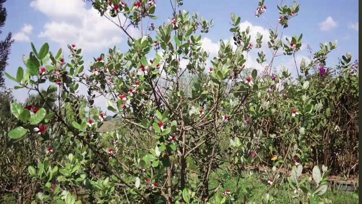 A árvore é de fácil plantio em áreas urbanas