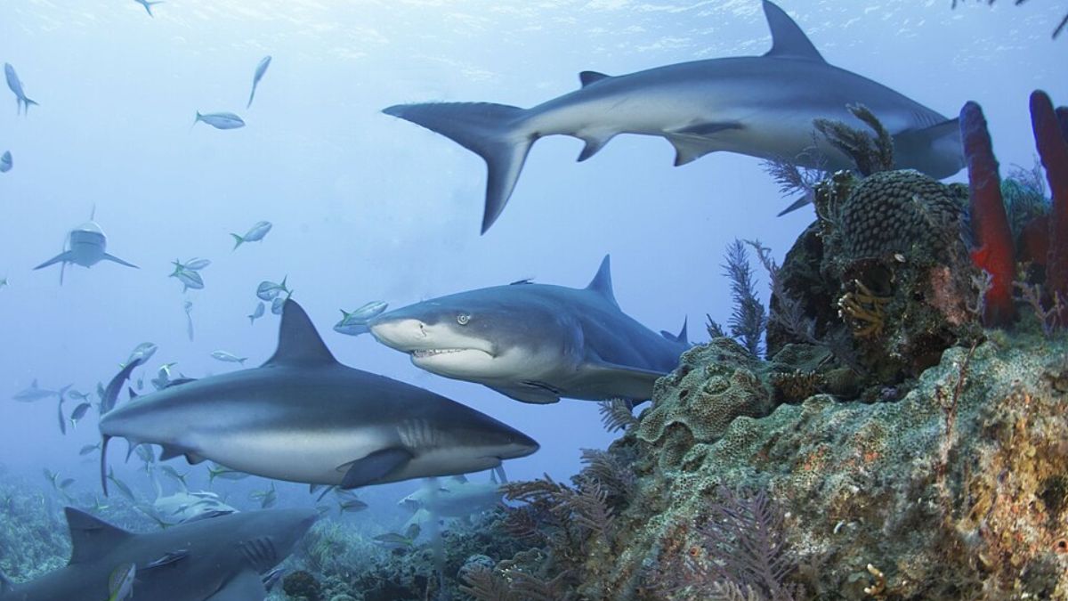 Registro foi feito em março de 2024, mas divulgado apenas recentemente