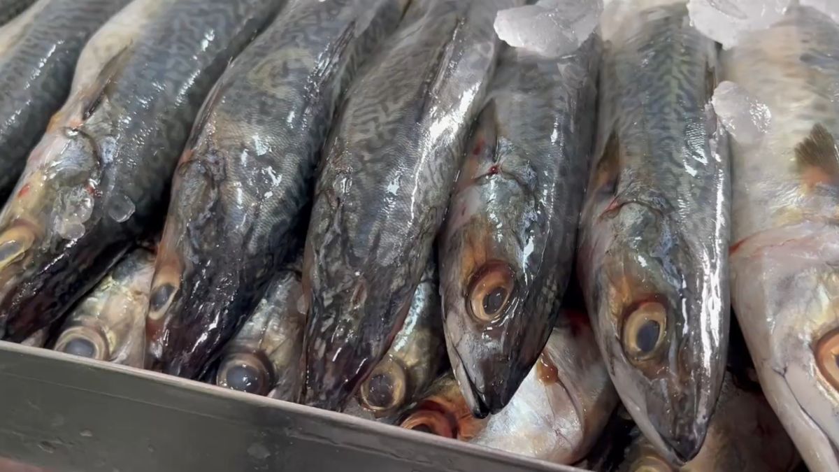 Esse peixe costuma ser tão nutritivo quanto o salmão e seu preço é um dos fatores que chamam a atenção dos consumidores