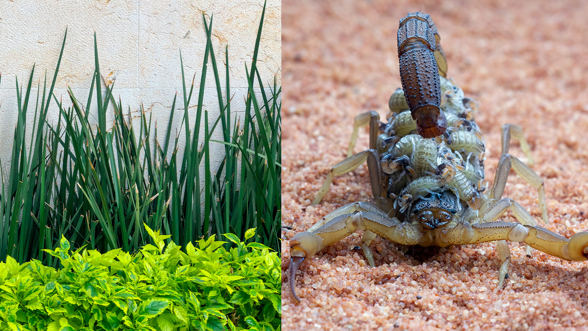 Uma alternativa complementar e sustentável de prevenção é o uso de uma barreira de plantas