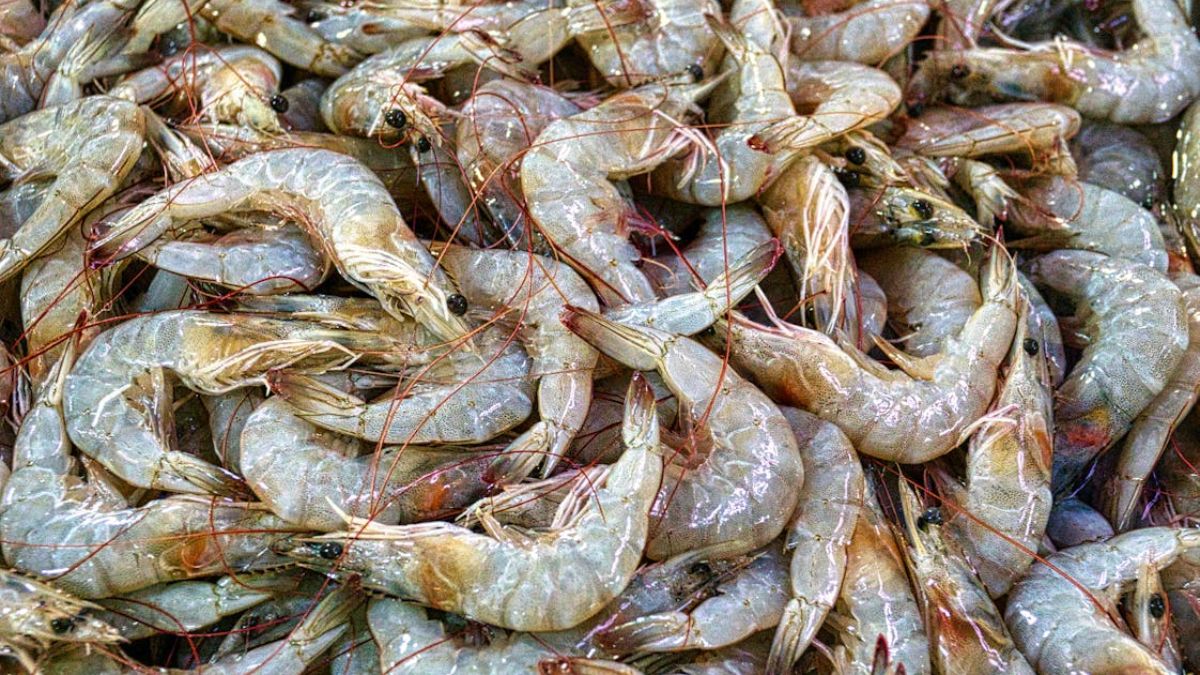 Essa região brasileira é responsável pela produção da maioria dos camarões no Brasil