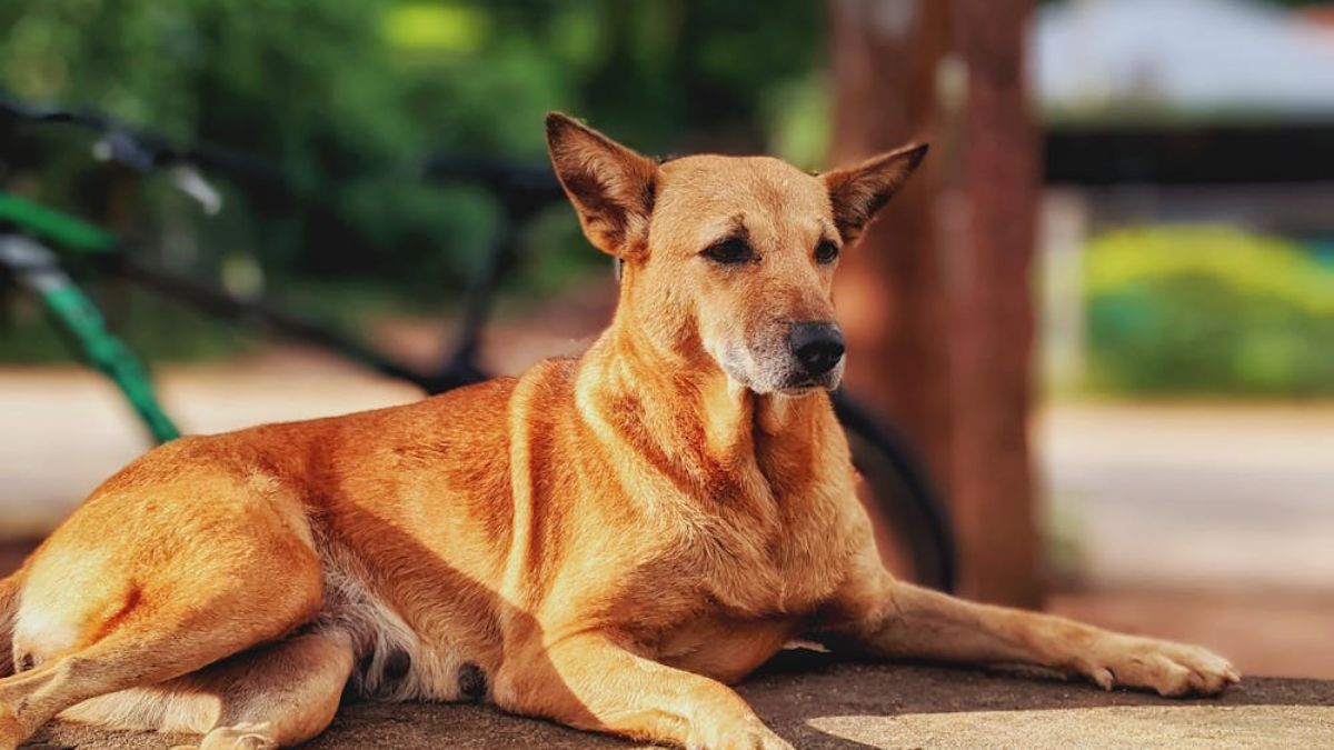 A iniciativa ocorre por conta da popularização da raça entre os brasileiros, em caráter local e nacional
